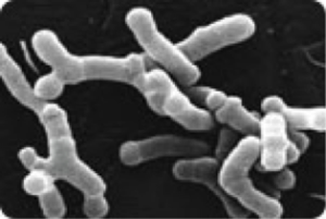 Bifidobacterium bifidum36-38