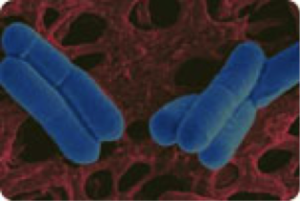Lactobacillus salivarius33