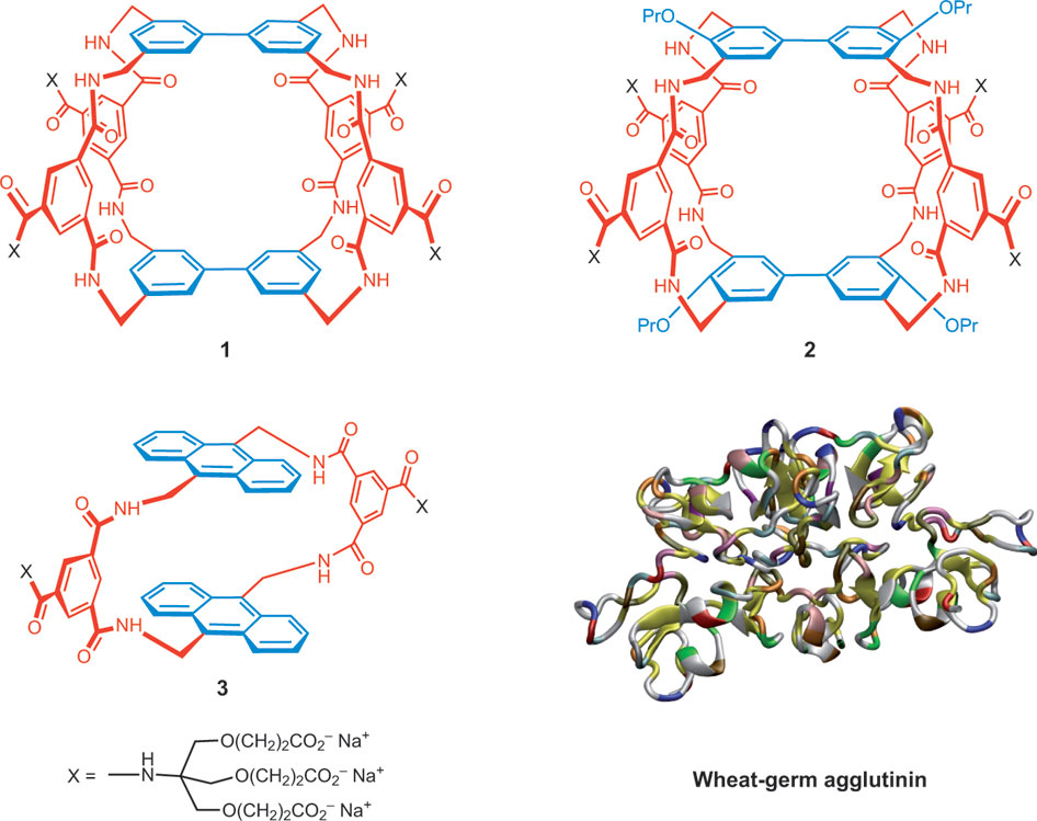 Wheat Germ Agglutinin Structure