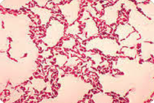 Lactobacillus coagulans39-41