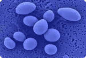 Saccharomyces boulardii 42-43