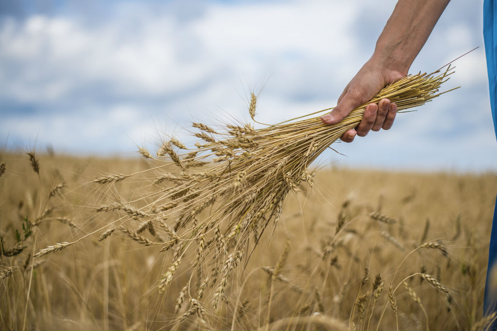Holding Wheat Grains 