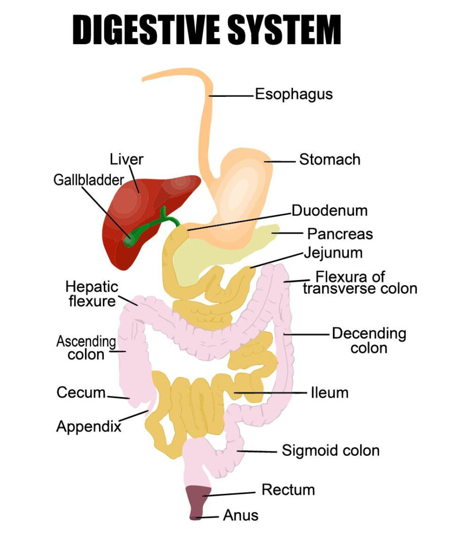 Human Digestion