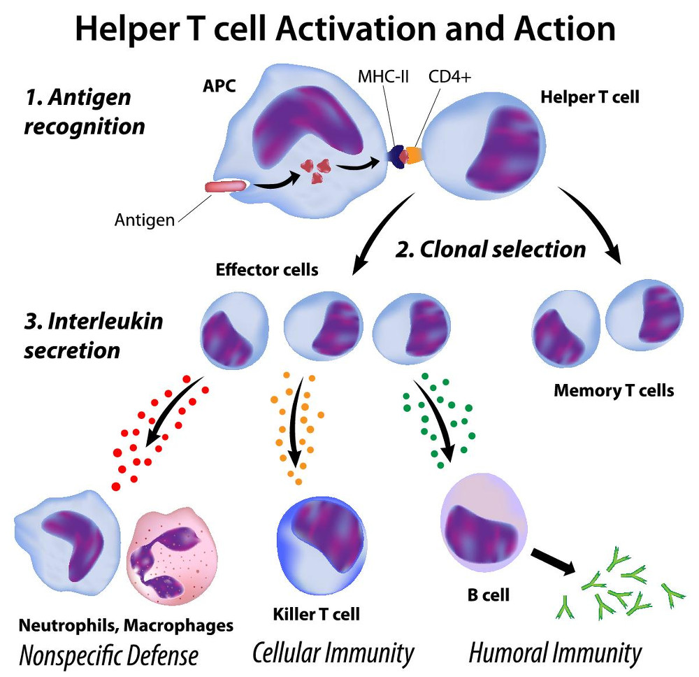 Helper T-Cell Activation