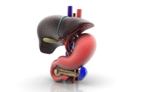 Liver and Stomach Illustration